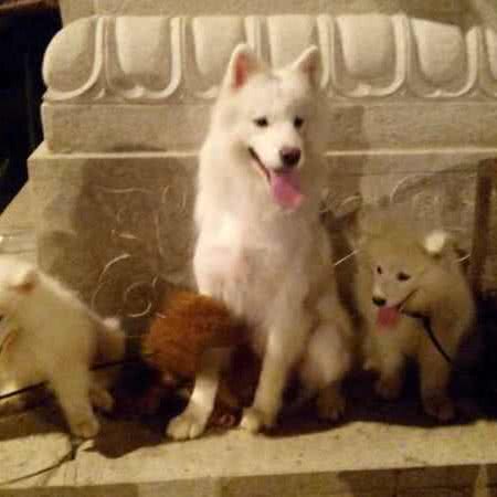 宠物计划:上饶市铅山县