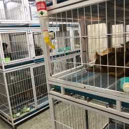 派多格狗狗:济南市历下区