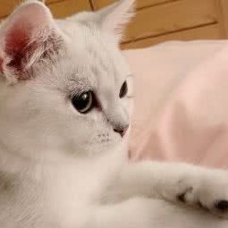 喵乐宠物猫舍:济南市槐荫区