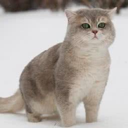 萌小它宠物:北京城区朝阳区慈云寺/八里庄附近