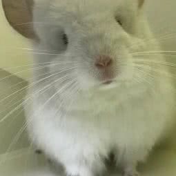 龙猫会馆:济南市天桥区