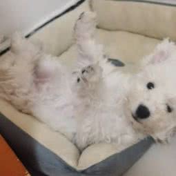 飞羽犬舍纯种宠物狗旗舰店:济南市历城区