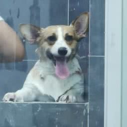 米修宠物:青岛市市北区