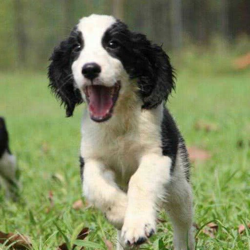 犬艺宠物训练(西海岸训犬俱乐部):青岛市黄岛区