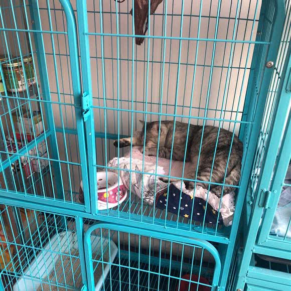 甜可可宠物:青岛市黄岛区