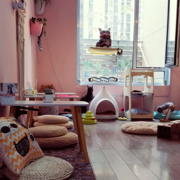 十六喵屋猫咖:青岛市李沧区