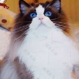 大福猫舍:青岛市李沧区