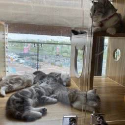 柒宝宠物生活馆:青岛市城阳区