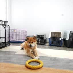 米修训犬工作室:青岛市城阳区