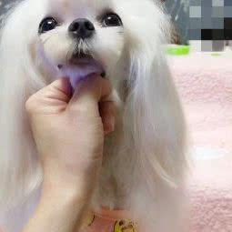 毛毛妈马尔济斯犬舍:青岛市城阳区