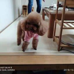 腾宝发动物医院:青岛市即墨区