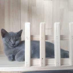 康贝尔宠物诊疗服务中心:青岛市即墨区