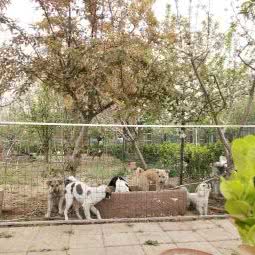 田园世家宠物乐园:淄博市张店区