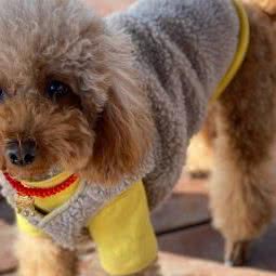 宠来福宠物医院:淄博市张店区