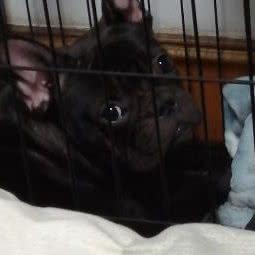 宠爱有家萌宠会馆:淄博市周村区