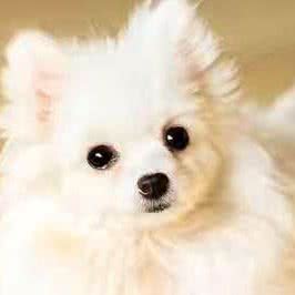 米娜宠物生活馆:呼和浩特市玉泉区凯德MALL/嘉茂附近