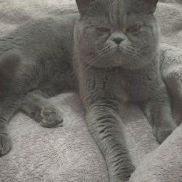 铲屎官:枣庄市市中区