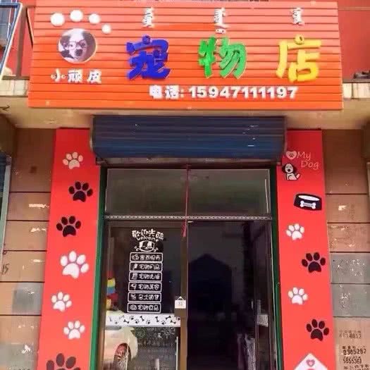 小顽皮宠物店:呼和浩特市玉泉区五塔寺附近