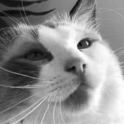 贝利宠物生活馆:枣庄市薛城区