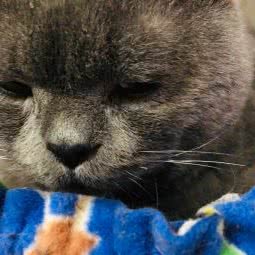 派多格宠物(薛城店):枣庄市薛城区