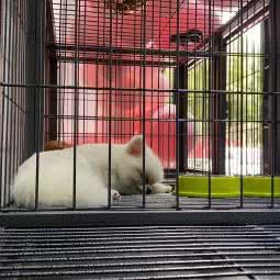 妙宠屋:枣庄市滕州市