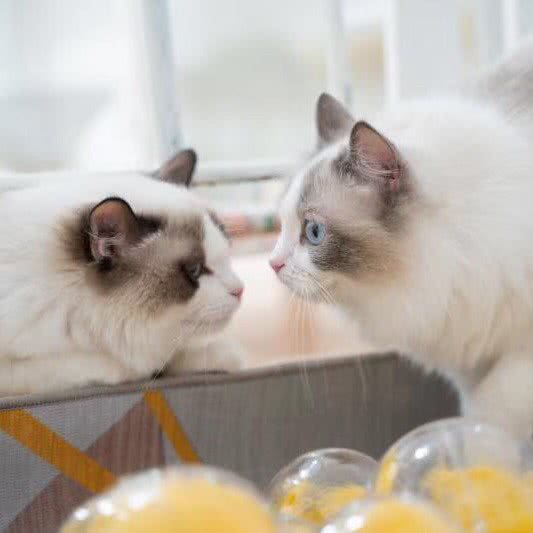 猫茶猫咖:枣庄市滕州市