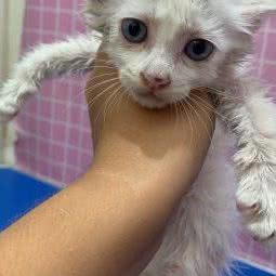 33の宠物店:枣庄市滕州市