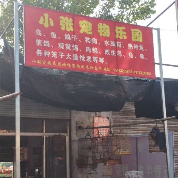 小张宠物乐园:枣庄市滕州市