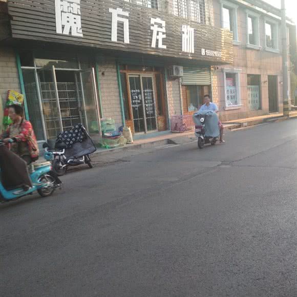 魔方宠物:枣庄市滕州市