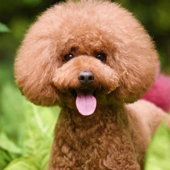 犬心犬意:枣庄市滕州市