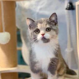 猫大王猫舍:枣庄市滕州市