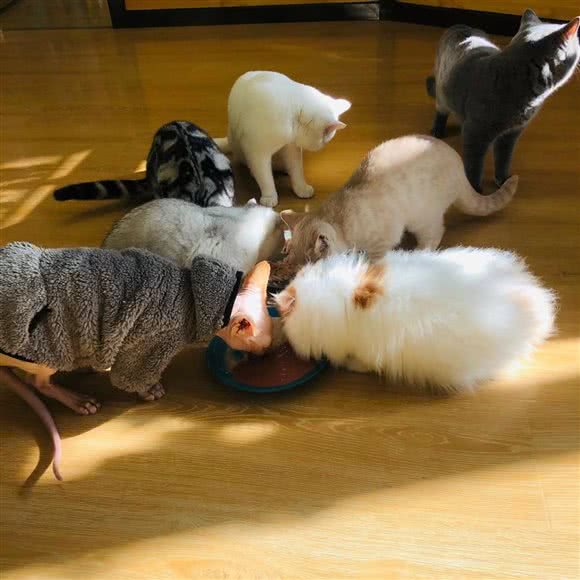 宠优宠物生活馆:呼和浩特市玉泉区南茶坊附近