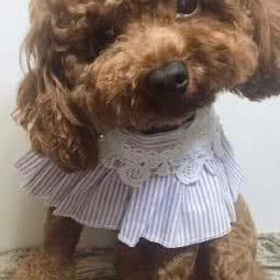 麦乐斯宠物(垦利店):东营市垦利区