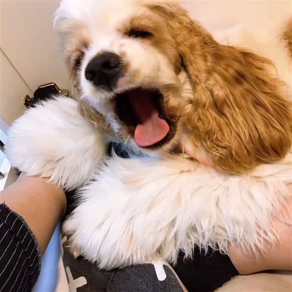 九号私宠:东营市广饶县