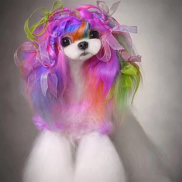 皮皮熊宠物(大成门店):烟台市芝罘区