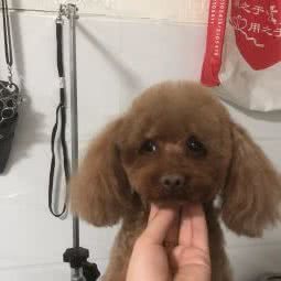 宠爱宠物美容生活馆:烟台市福山区