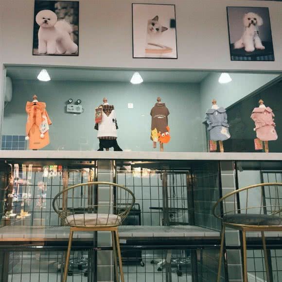 时语狗狗:烟台市福山区