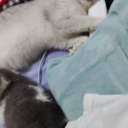 卡塔儿宠物生活馆(开发区越秀店):烟台市福山区