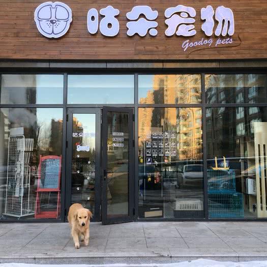 咕朵宠物(金隅店):呼和浩特市赛罕区金隅时代城附近