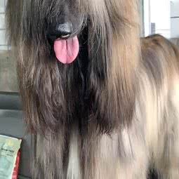 阿富汉宠物工作室:烟台市莱山区