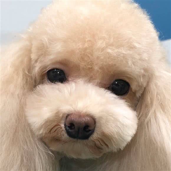 宝笙宠物:烟台市莱山区