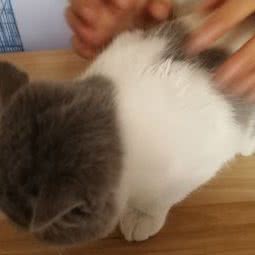 温拿宠物诊所:烟台市蓬莱区