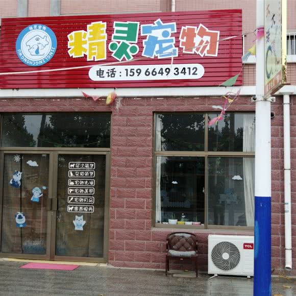 精灵宠物:烟台市龙口市