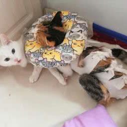 酷爱动物医院:呼和浩特市赛罕区内大附近