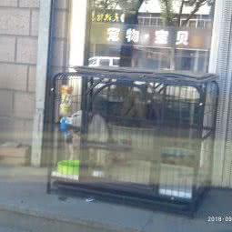 宠物·宝贝:烟台市龙口市