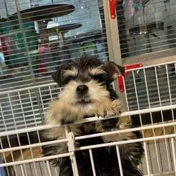 D.G潮宠宠物酒店:烟台市龙口市