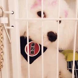 贵夫人宠物会所:烟台市龙口市