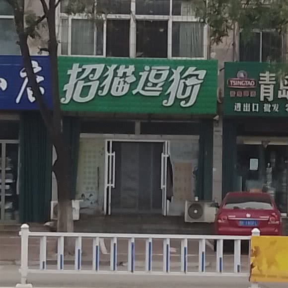 招猫逗猫:烟台市龙口市