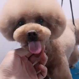 宠爱无双宠物店:烟台市莱阳市