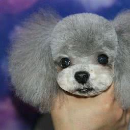 九号宠物:烟台市莱阳市